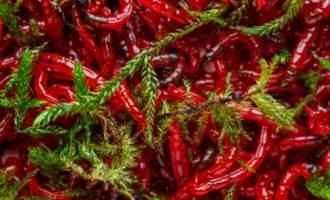 наживка для рыбалки