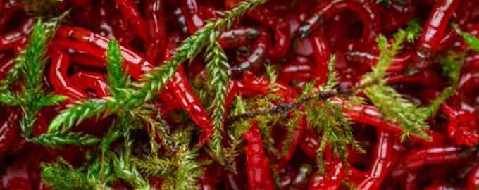 наживка для рыбалки