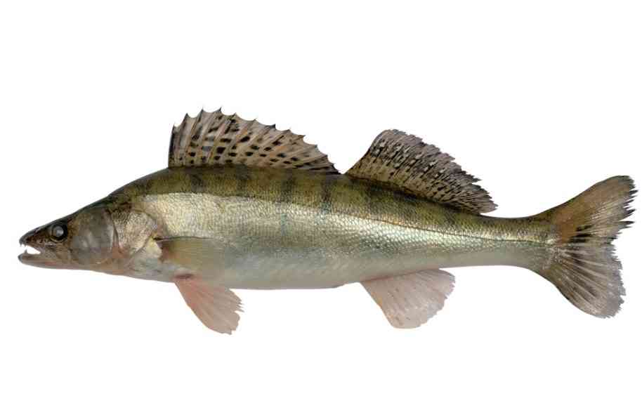 как выглядит судак