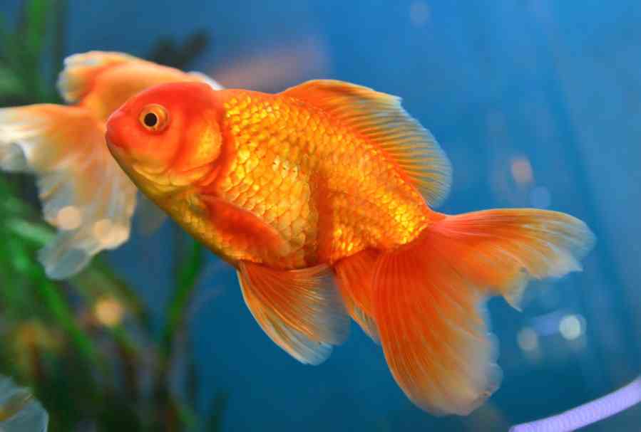 большая рыбка