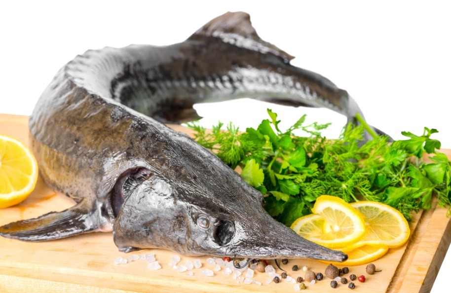 внешний вид рыбы осетр