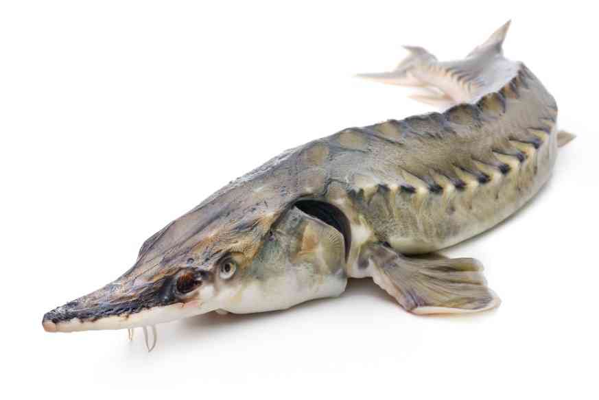 как выглядит осетр