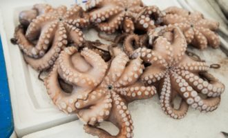 несколько осьминогов