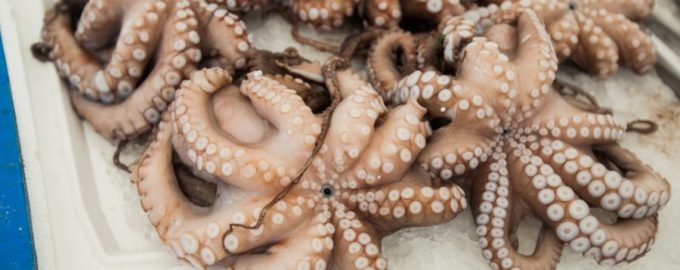 несколько осьминогов
