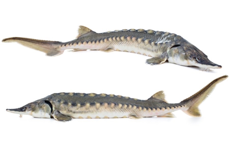 как выглядит осетр