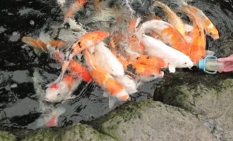 как рыбы пьют воду