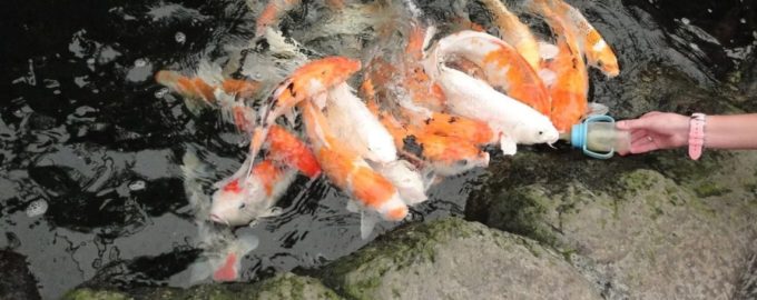 как рыбы пьют воду