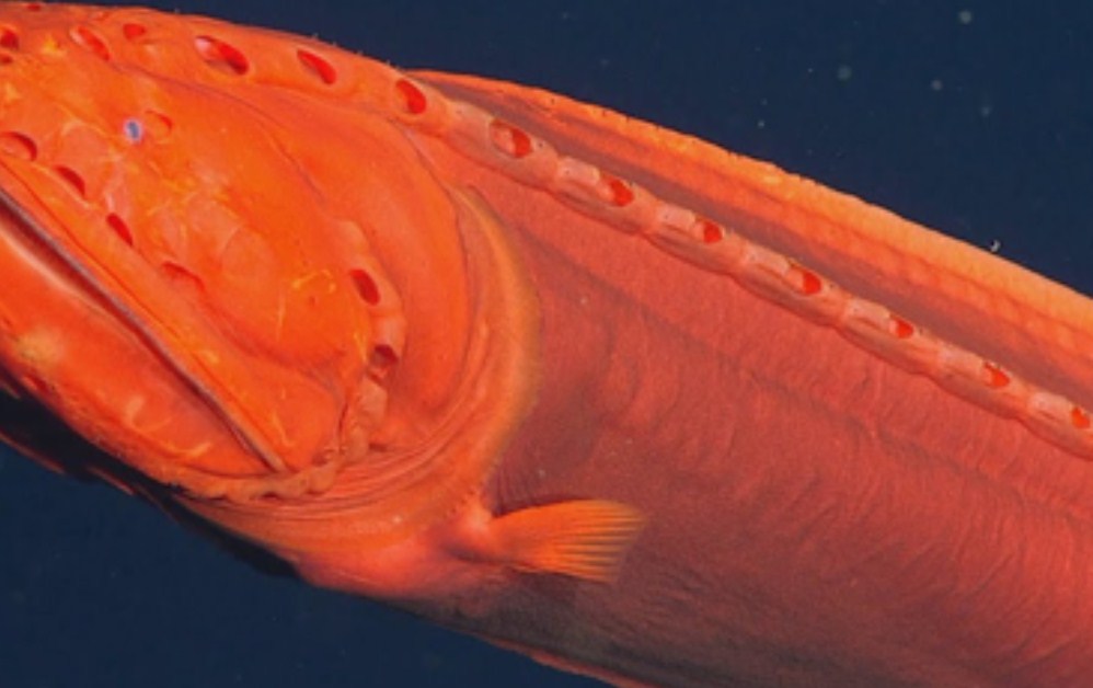 китовая рыба