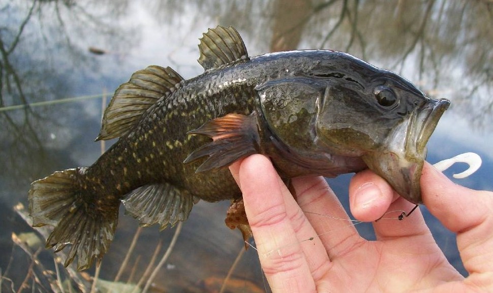 вредная рыба ротан 