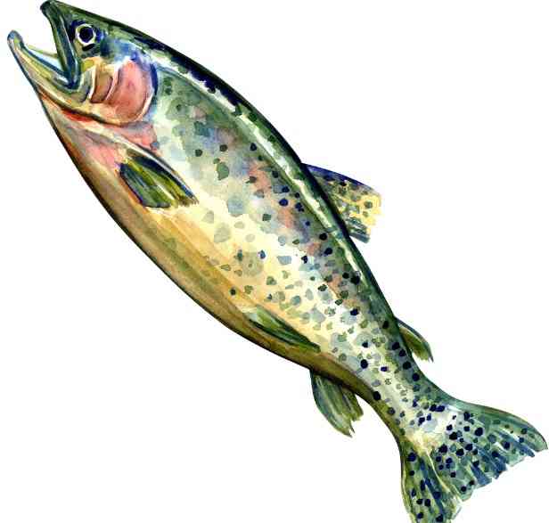 внешний вид рыбы кижуч