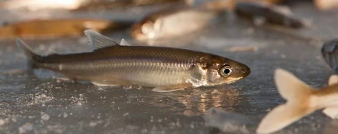 почему рыба корюшка пахнет огурцом