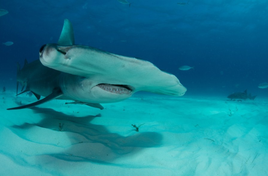 молотоголовая акула