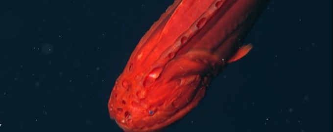 как выглядит глубоководная рыба оборотень