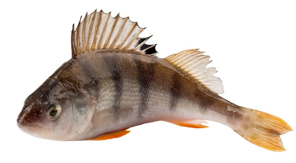 как выглядит окунь