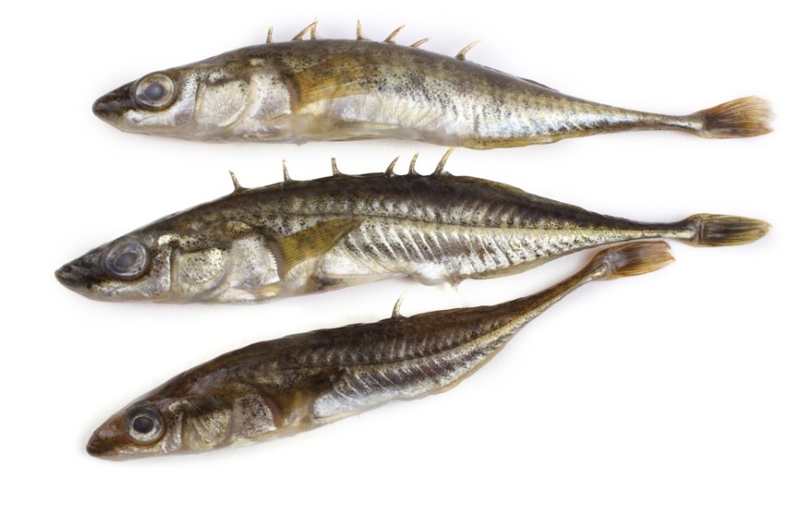 внешний вид колюшки 