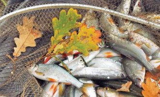 небольшая рыбка