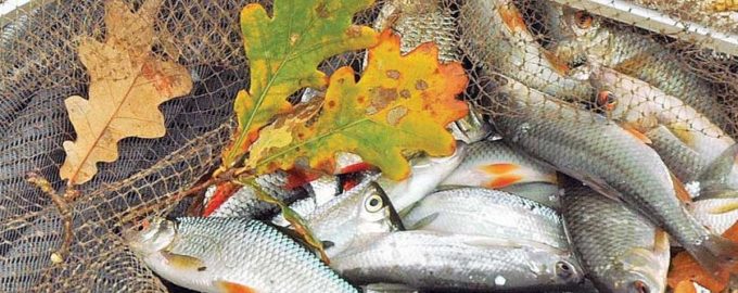 небольшая рыбка