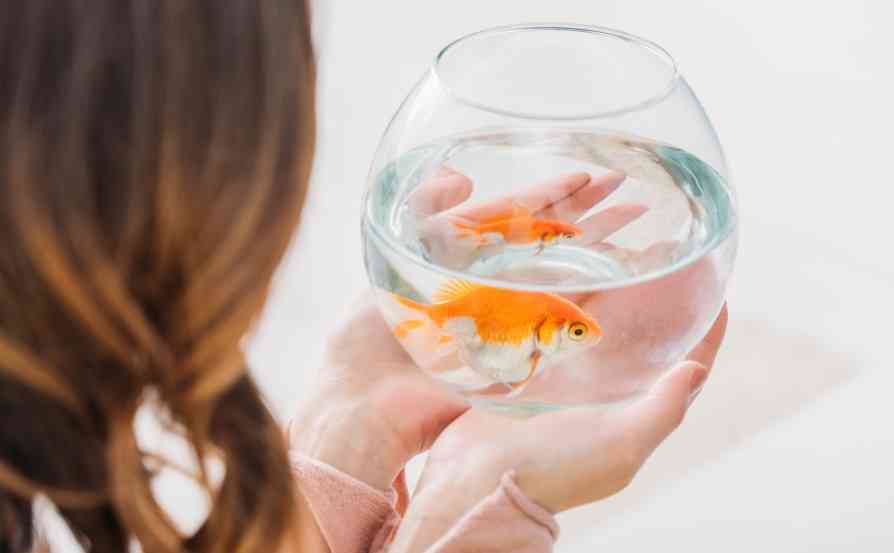 рыбка в аквариуме