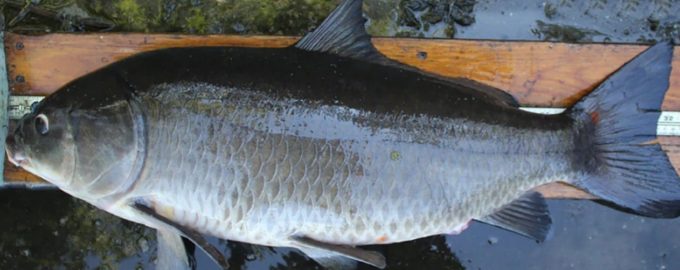 какие рыбы считаются долгожителями