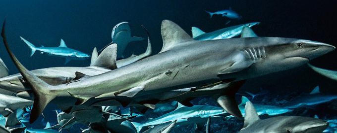 какие бывают особенные акулы