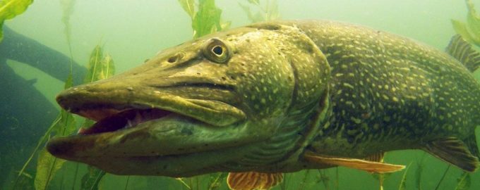 щука обыкновенная