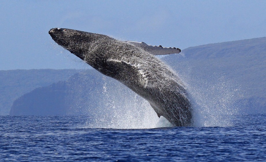 огромный синий кит 