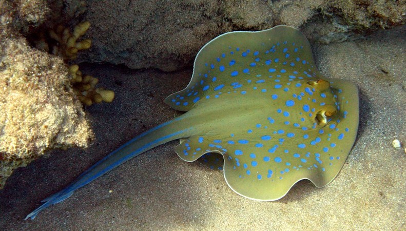 скат электрический 