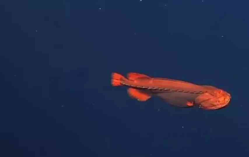 внешний вид рыбы оборотня 