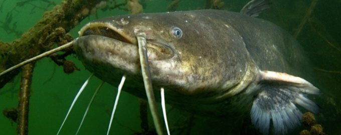 огромный сом на глубине