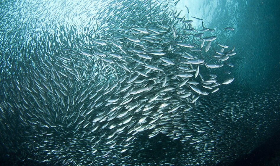огромная стая сельди 