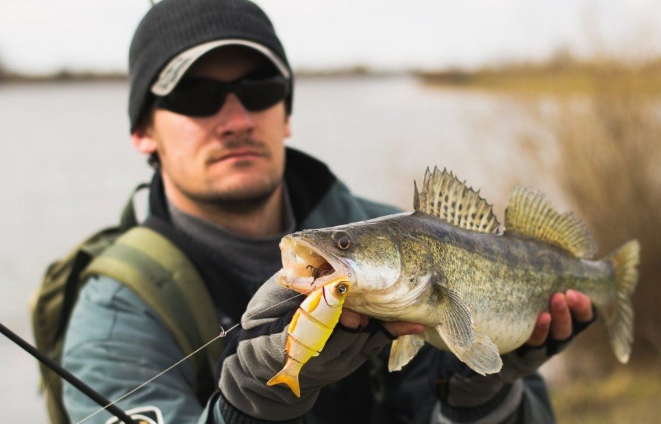 клев судака