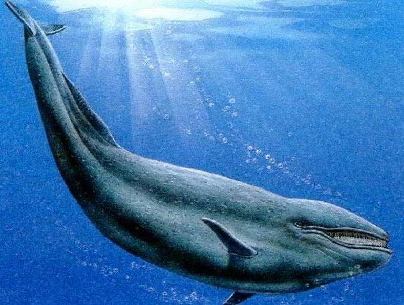 внешний вид Цитотерии