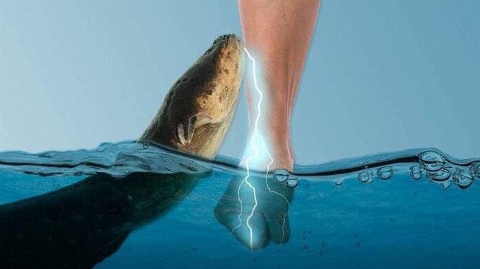 угорь и удар током 