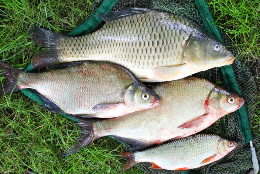 лещ и карась