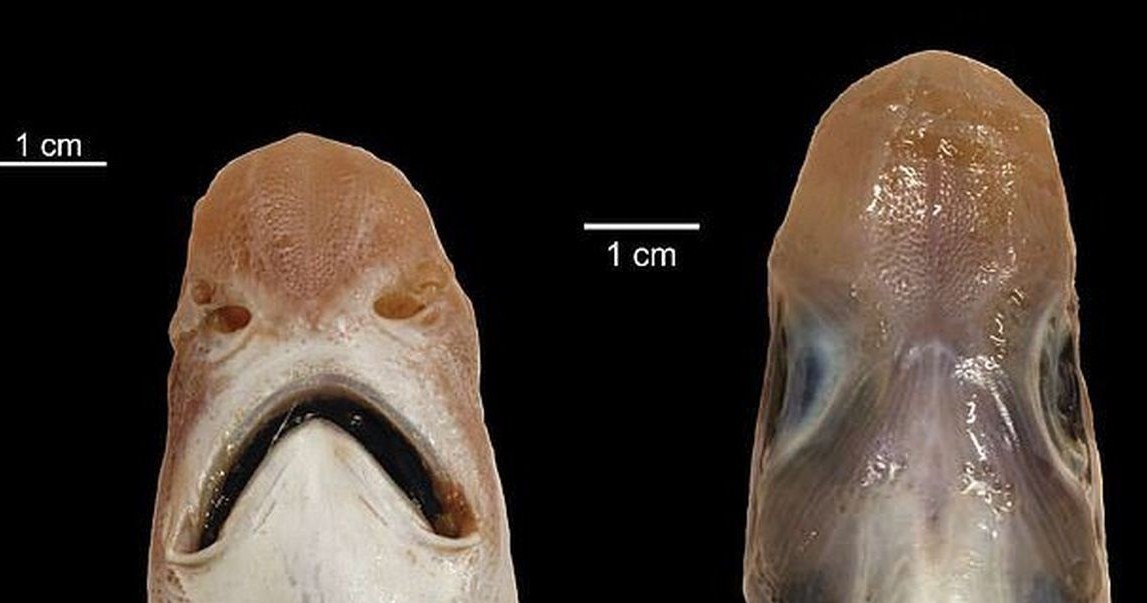 внешний вид акулы без кожи и зубов 