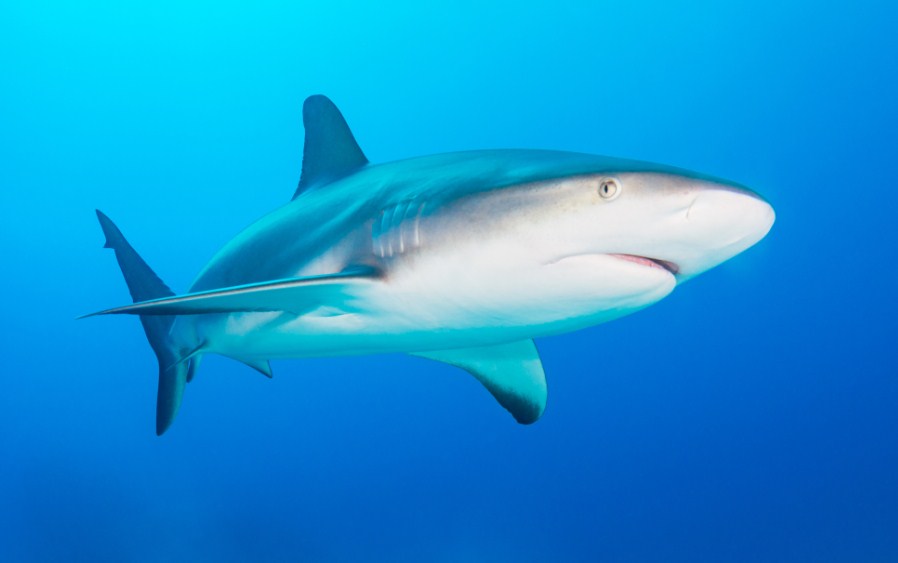 как выглядит акула