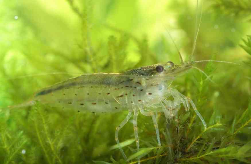 внешний вид креветки