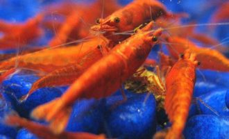 несколько креветок