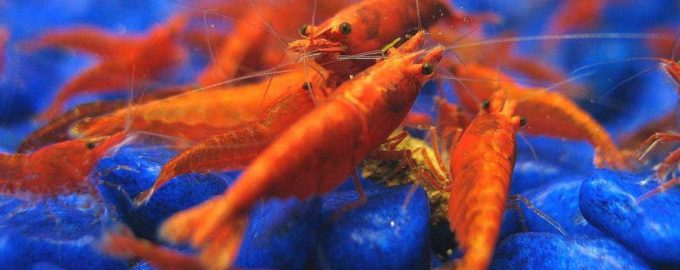 несколько креветок