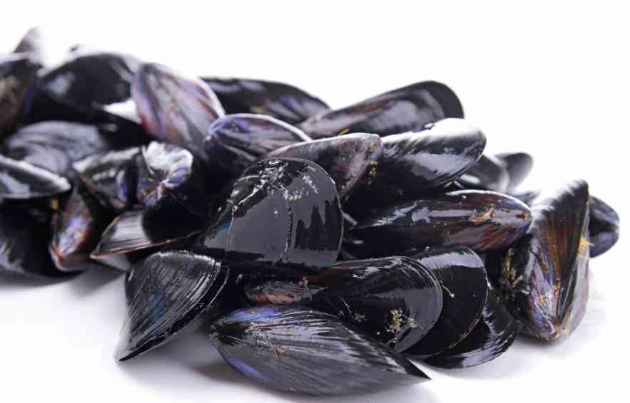 как выглядят мидии 