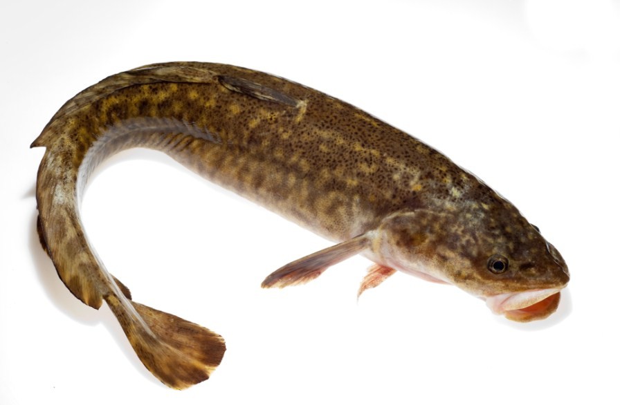 крупная рыба налим
