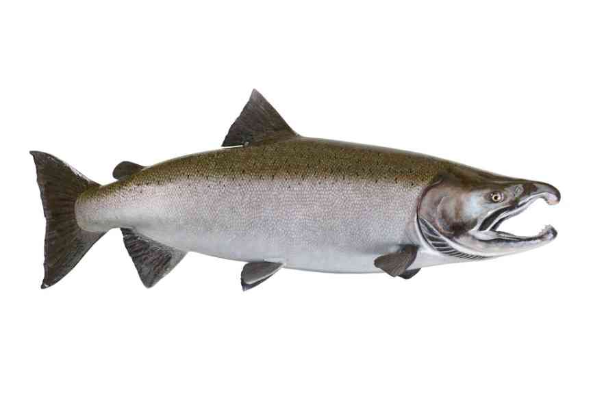 особенности строения рыбы