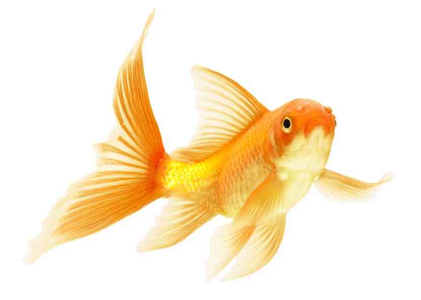 как выглядит вуалехвост