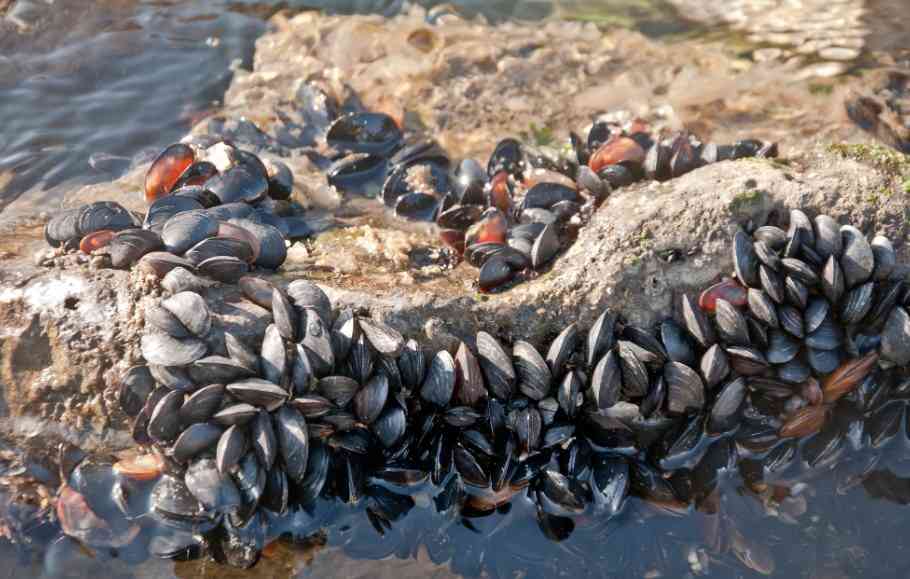 мидии на камнях