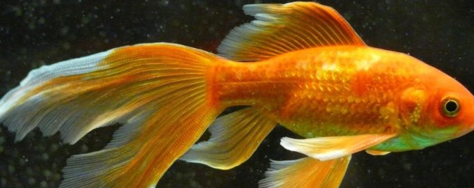 взрослый вуалехвост