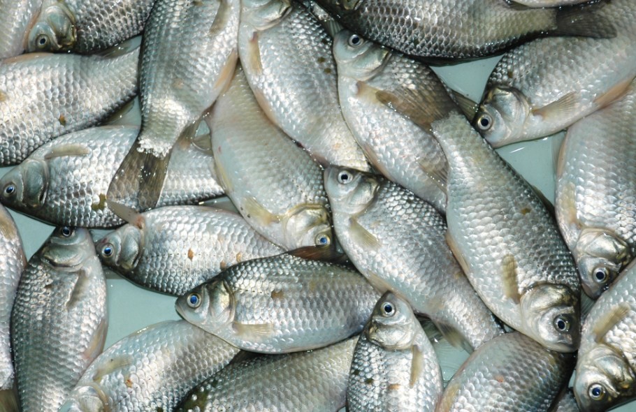 мелкий карась