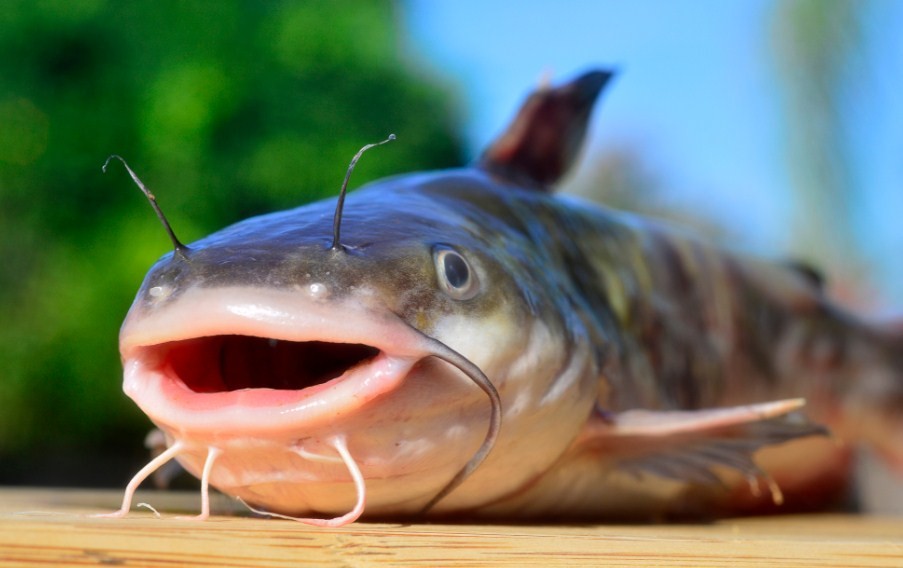 внешний вид сома