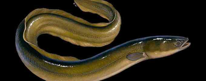 что за рыба угорь