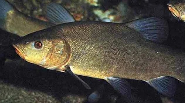 рыба владиславия 