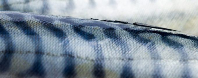 полосы на скумбрии